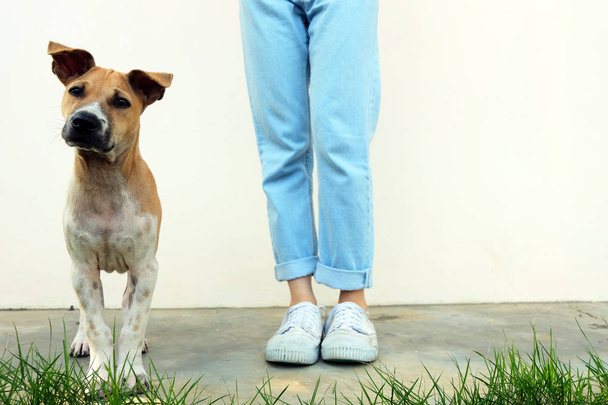 White Shoes. Woman Wear White Sneakers with Dog Outside on Concrete Road Background Great for Any Use. - 写真・画像