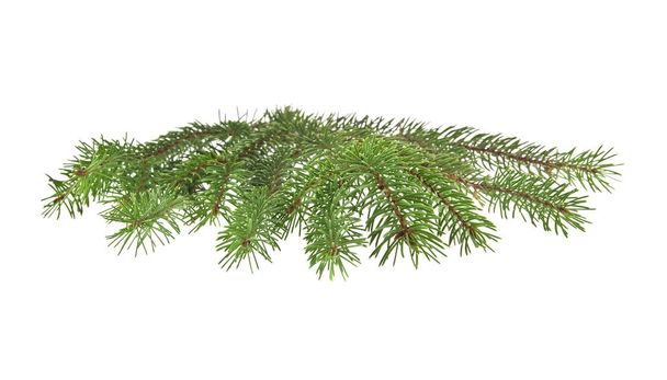 branch of Christmas tree isolated on white background - Photo, Image