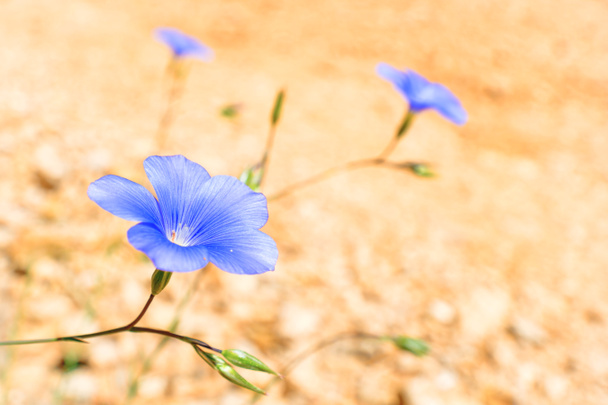 Fiore blu sulla sabbia
 - Foto, immagini