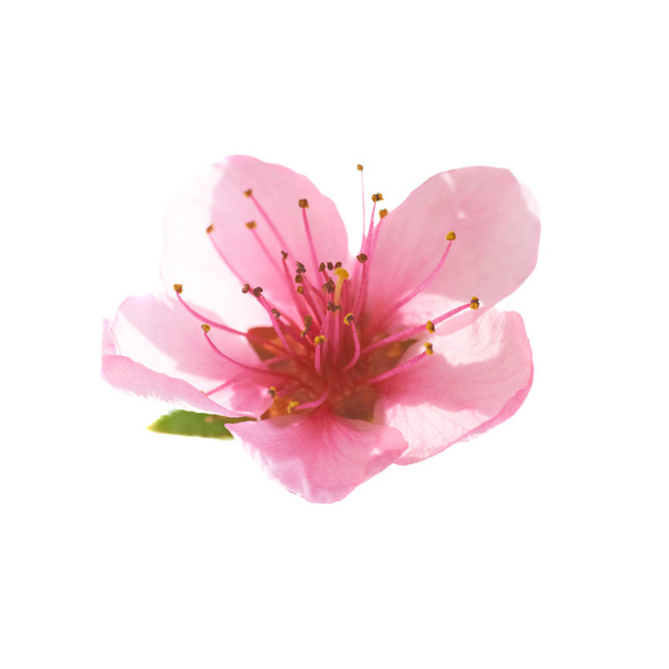 rózsaszín virág, fehér - Fotó, kép