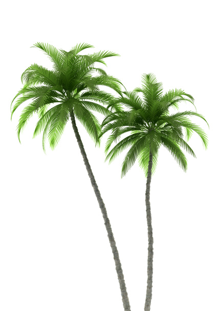 iki beyaz izole palmiyeler - Fotoğraf, Görsel
