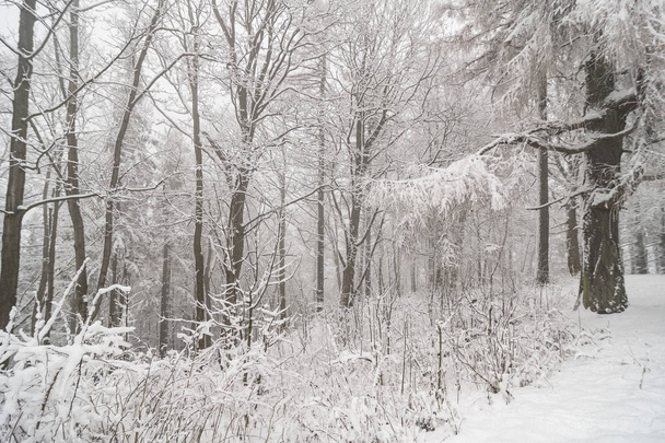 Snowy countryside, Roudno, Roudny, Czech Republic - 写真・画像