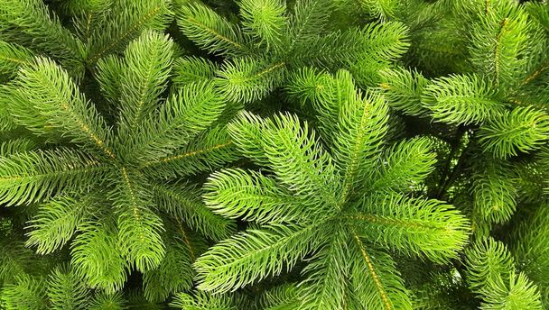 Ramos verdes brilhantes de uma árvore de Natal artificial
 - Foto, Imagem