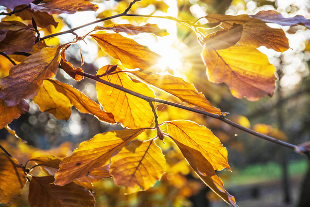 Strom s žluté listy, západ slunce, přírodní scéně - Fotografie, Obrázek