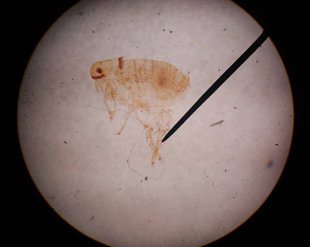 Macro animal parasite find with microscope. - Photo, Image