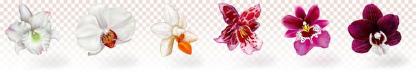phalaenopsis und andere Orchideen-Hybriden - Vektor, Bild