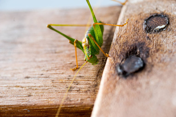 Grashopper. cricket on wood - Photo, Image