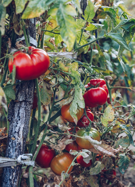 Домашний красный свежий помидор в саду. Красный органический томат
 - Фото, изображение