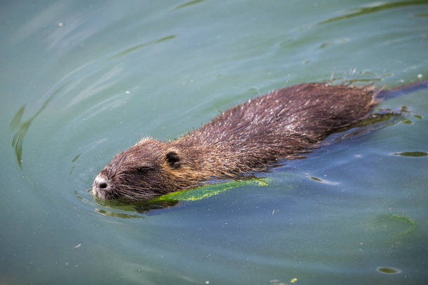 Adult beaver eating a plant. Beaver in a lake. Beaver in water i - Photo, Image