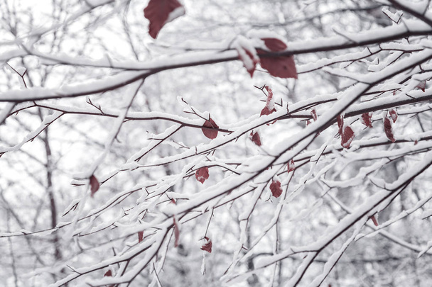 Tree branches with snow - Photo, image
