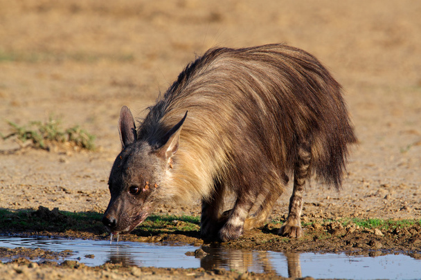 Brown hyena - Zdjęcie, obraz