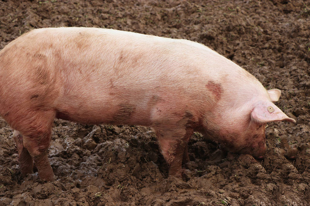 porcs roses roulent dans la boue
 - Photo, image