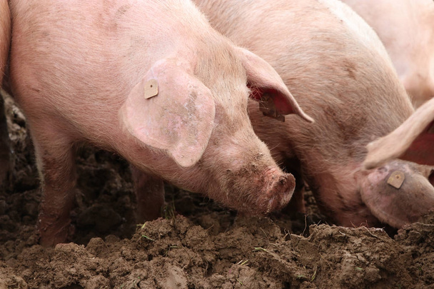 рожеві свині котиться в бруді
 - Фото, зображення