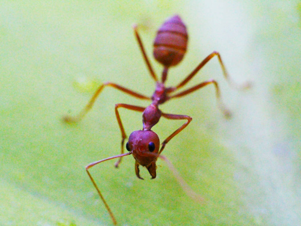 fourmi rouge insecte sur feuille verte
 - Photo, image