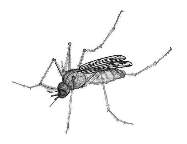 mosquito en canal de alambre
 - Foto, imagen
