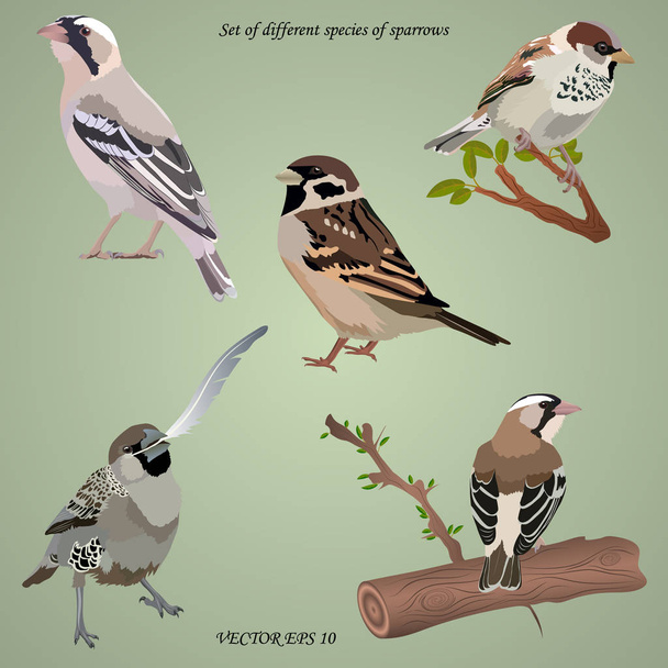 Set of realistic different species of sparrows on branches - Vector, Image