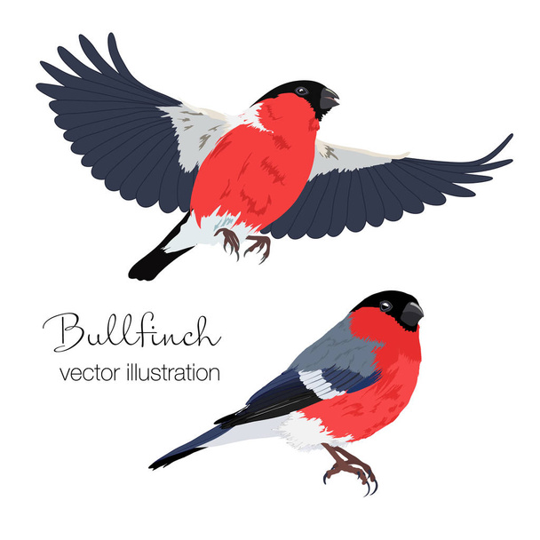 Vector illustration of bullfinch birds set - Vetor, Imagem