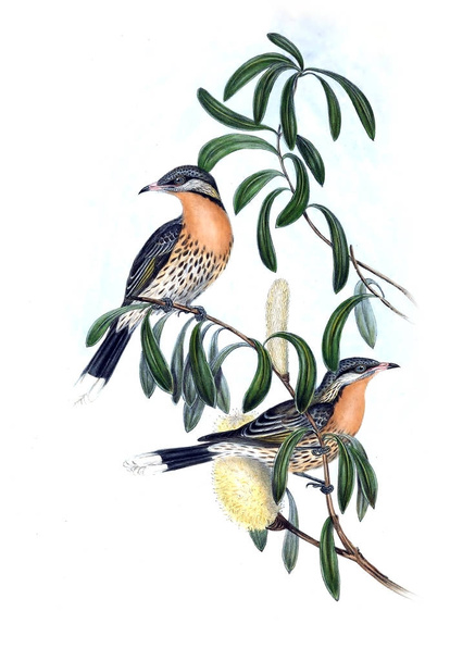 Esimerkki linnusta. Australian linnut, täydennys. Vuosi 1848
  - Valokuva, kuva
