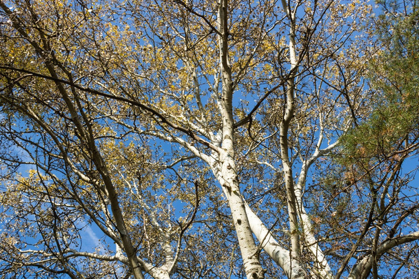 Mira hacia el cielo en el otoño en el bosque (Betula, abedul
) - Foto, Imagen