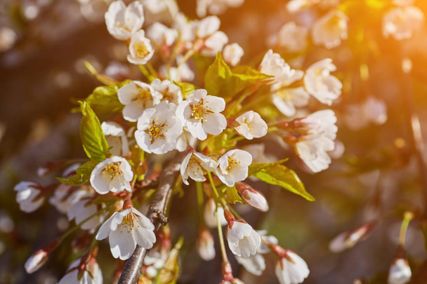 Цвітіння абрикосового дерева навесні з білим красивим
 - Фото, зображення