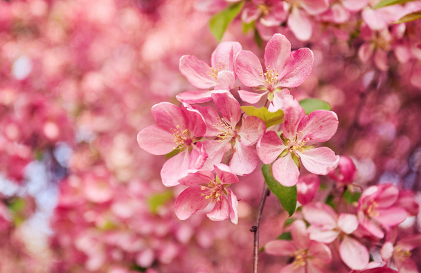 Fleurs de pommier rouge décoratives fleurissant au printemps
 - Photo, image