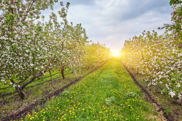 Цвітіння яблучного саду навесні
. - Фото, зображення