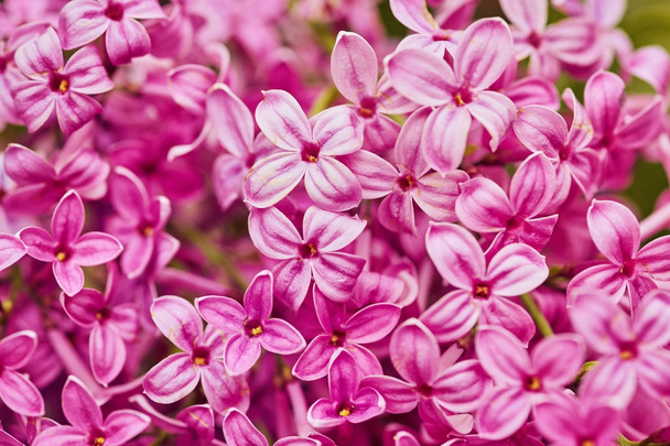 スプリング ライラック紫花のマクロ画像 - 写真・画像