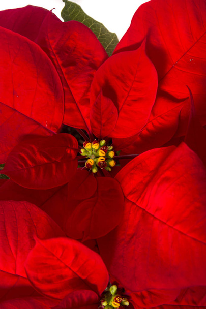schöne Blüte des Weihnachtssterns (Euphorbia pulcherrima). - Foto, Bild