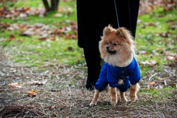 L'usura, cane spitz aggressivo sta camminando e abbaiando sul parco. Autunno freddo
 - Foto, immagini