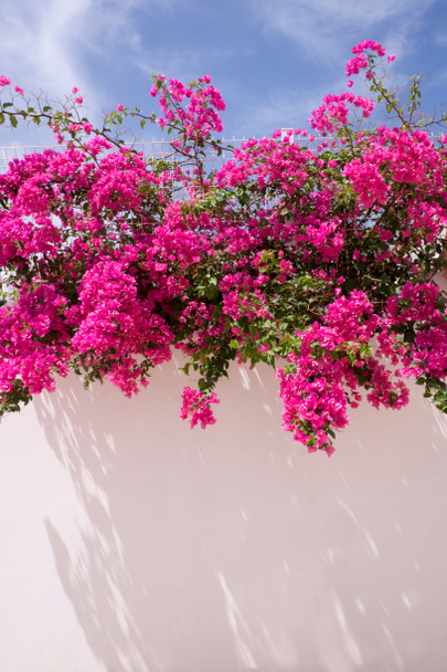 Pink Bougainvillea on white washed wall, - Photo, Image