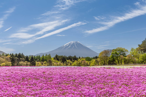 Hegyi Fuji és rózsaszín moss mező a tavaszi szezonban - Fotó, kép