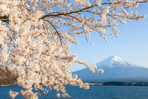 Sakura cherry blossom a Mt. Fuji Kawaguchiko jezera, Japonsko v jarní sezóně - Fotografie, Obrázek