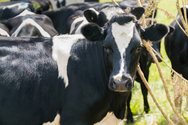 Black and White fram cows close up, New Zealand fram animal  - Foto, Imagen