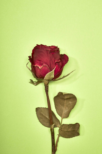 Suszone czerwone Rose cień na zielonym tle, valentine minimalne pojęcie - Zdjęcie, obraz