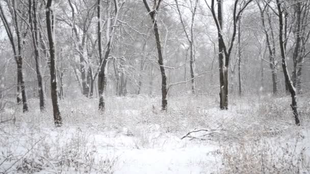 Sneeuw in het bos. Gebruikelijke bladverliezende wouden in de winter. - Video