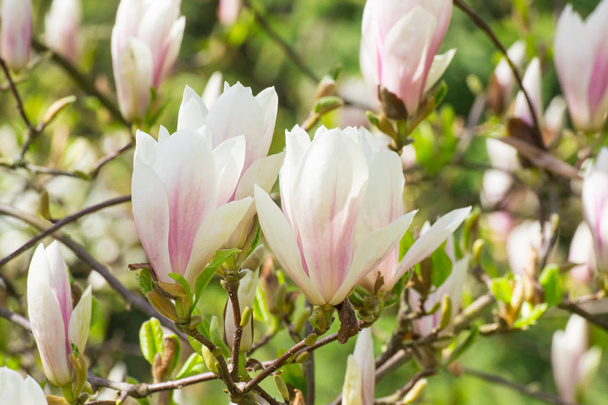 Blooming colorful magnolia flowers in garden or park - Fotografie, Obrázek