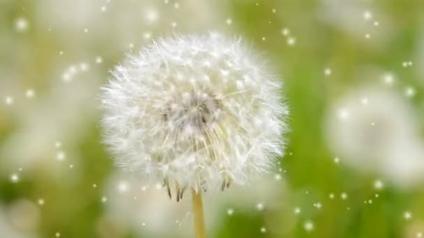 White dandelion reeling from the wind - Footage, Video
