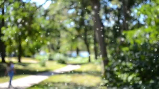 Абстрактні розмиті фони пішохідна стежка в зеленому листяному парку
 - Кадри, відео