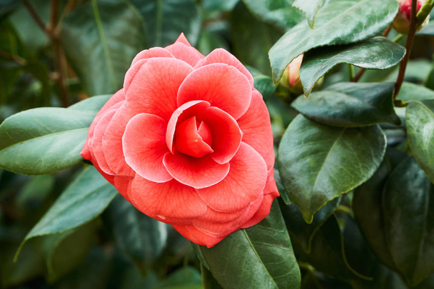 Camellia japonica - Photo, Image