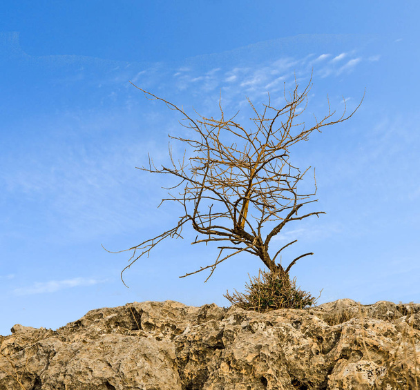  Dry tree on rocks    - Foto, Bild