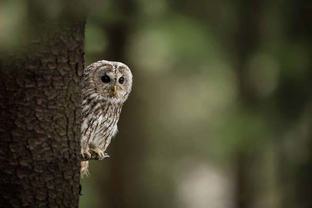 Strix aluco. It occurs in the Czech Republic. Free nature. The wild nature of the Czech Republic. Beautiful image of the owl. From Owl's Life. Owl on the tree. Black eyes. - Photo, Image