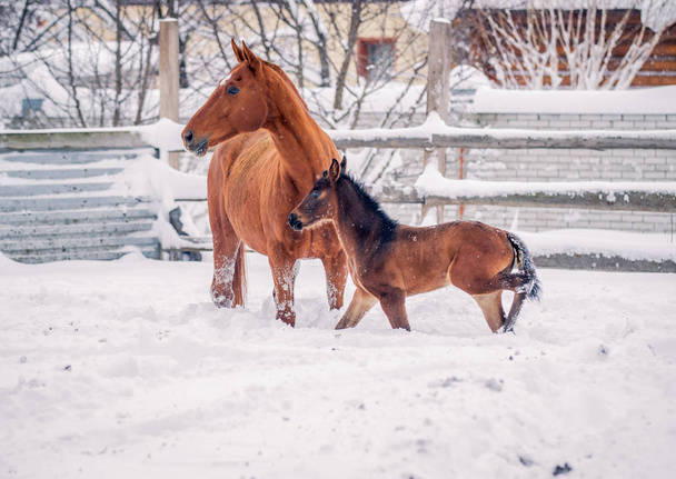 Foal walks with another horse in winte - Photo, Image