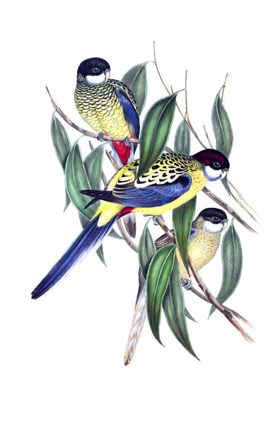 鳥のイラスト。オーストラリアの鳥を補足します。1848  - 写真・画像