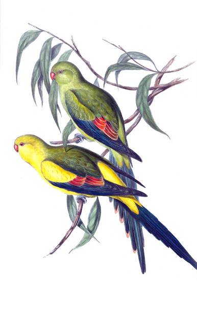 Ілюстрація птах. Птахи Австралії, добавки. 1848  - Фото, зображення
