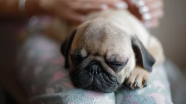 Kadının çök uyuyan sevimli köpek pug - Video, Çekim