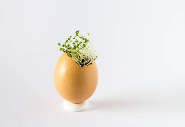 A beautiful fresh sprouts in an egg shell. Miniature garden of healthy food. Ecological food. Isolated on a white background. - Φωτογραφία, εικόνα