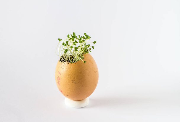 A beautiful fresh sprouts in an egg shell. Miniature garden of healthy food. Ecological food. Isolated on a white background. - Foto, imagen
