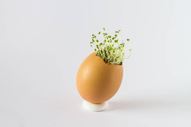 Een mooie frisse spruiten in een eierschaal. Miniatuur tuin van gezonde voeding. Ecologische voeding. Geïsoleerd op een witte achtergrond. - Foto, afbeelding