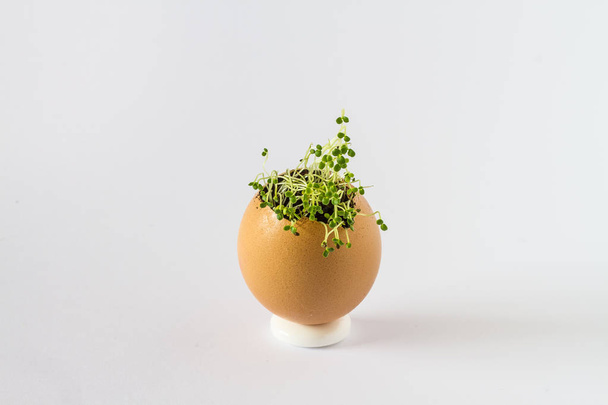 Een mooie frisse spruiten in een eierschaal. Miniatuur tuin van gezonde voeding. Ecologische voeding. Geïsoleerd op een witte achtergrond. - Foto, afbeelding