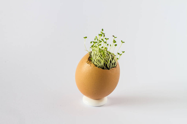 A beautiful fresh sprouts in an egg shell. Miniature garden of healthy food. Ecological food. Isolated on a white background. - Φωτογραφία, εικόνα